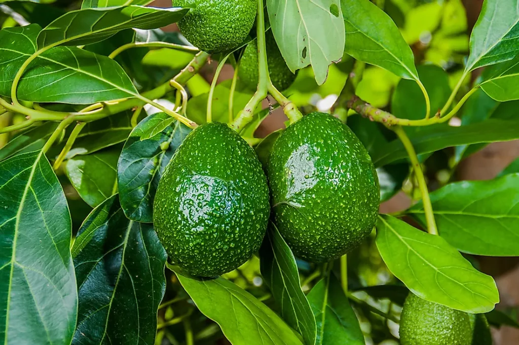 Lidé na celém světě hromadně opouštějí avokádo. Zde je důvod