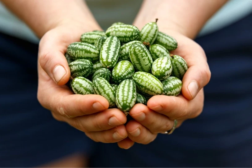 Vypadá jako meloun, i když je to okurka. Myší meloun je pokladnicí vlákniny, vitaminu C a cenných minerálů.