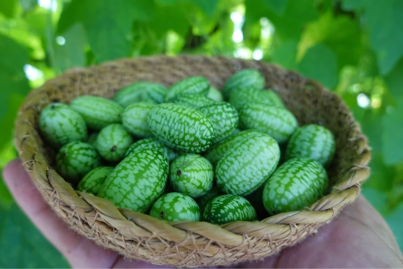 Vypadá jako meloun, i když je to okurka. Myší meloun je pokladnicí vlákniny, vitaminu C a cenných minerálů.