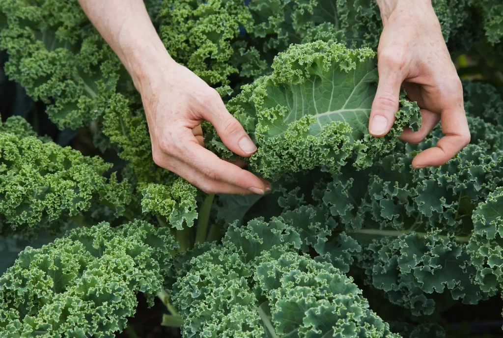 Sbohem, plýtvání: kapusta se v lednici už nikdy nezkazí.