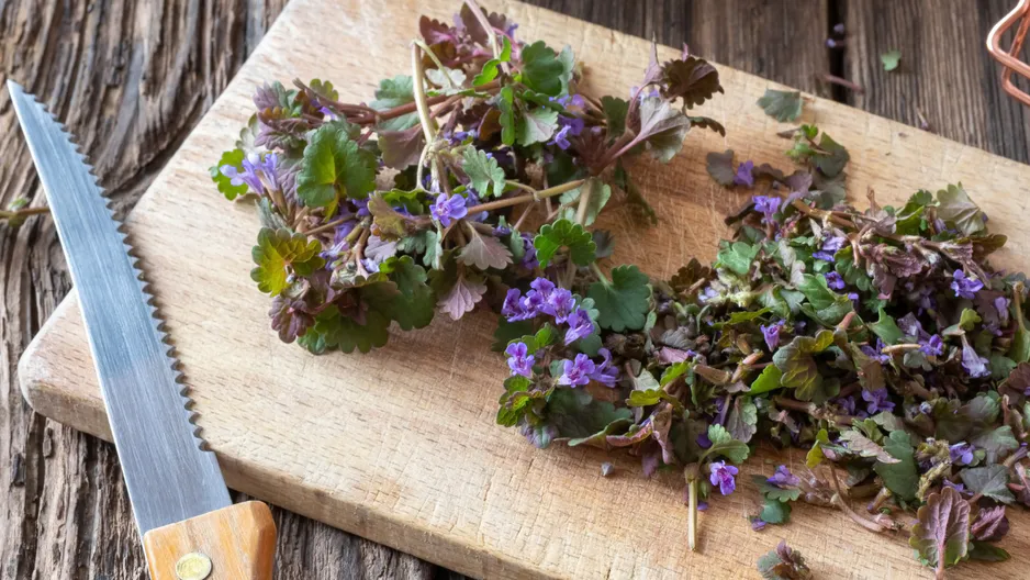 Před lety rostl na každé zahradě, dnes je zapomenut. Detoxikace organismu, podpora jater