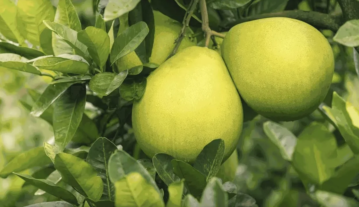 Tento nejzdravější citrusový plod lze koupit v Lidlu . Lepší než pomeranče a citrony