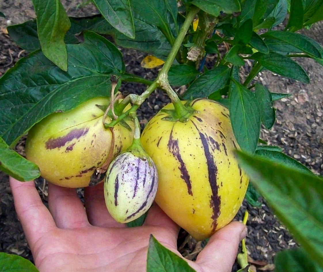 Chutná po mangu a má intenzivní vůni. Obsahuje mnoho vitaminů, prospívá srdci a zlepšuje pružnost pokožky.