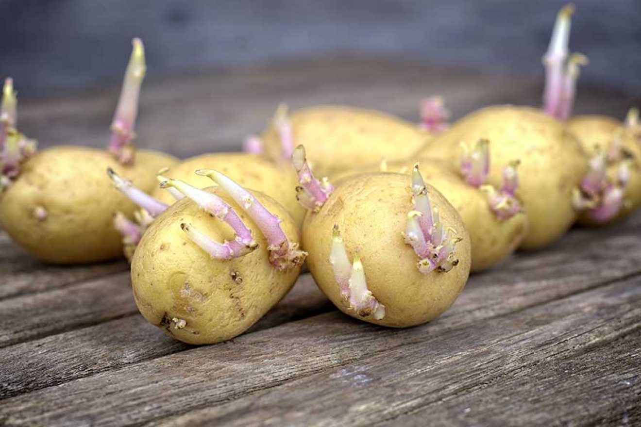 Je bezpečné jíst naklíčené brambory? Odborníci rozptylují pochybnosti